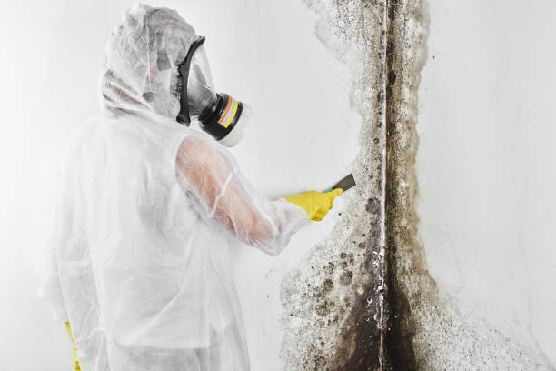 Best Local Mold Removal Service  in Overlea, MD