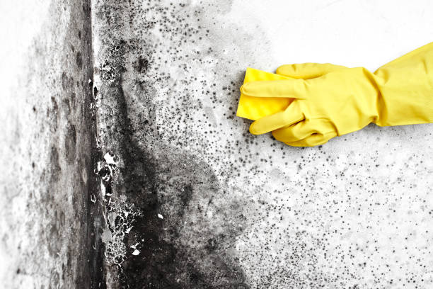 Best Certified Mold Removal  in Overlea, MD