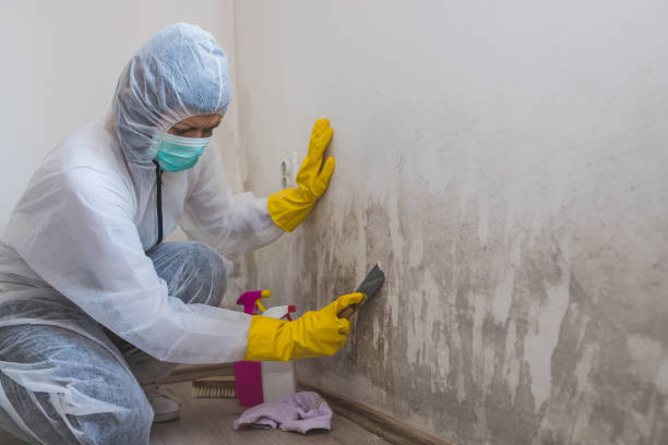 Best Best Mold Removal Companies  in Overlea, MD
