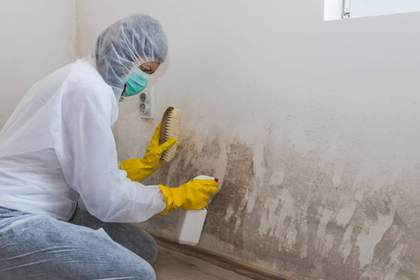 Best Certified Mold Removal  in Overlea, MD