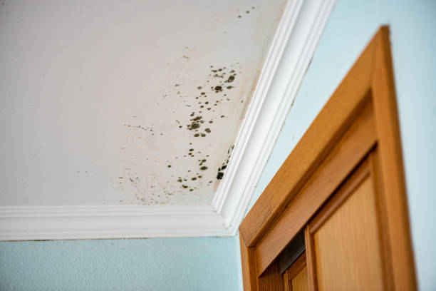 Best Residential Mold Removal  in Overlea, MD