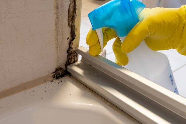 Best Home Mold Removal  in Overlea, MD
