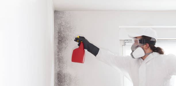 Best Mold Remediation Services  in Overlea, MD