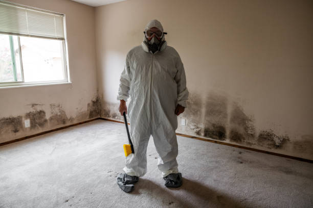 Best Black Mold Removal  in Overlea, MD
