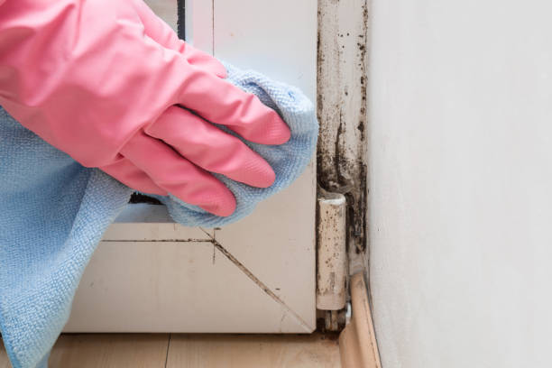 Best Mold Removal Company Near Me  in Overlea, MD