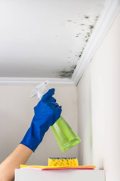 Home Mold Removal in Overlea, MD